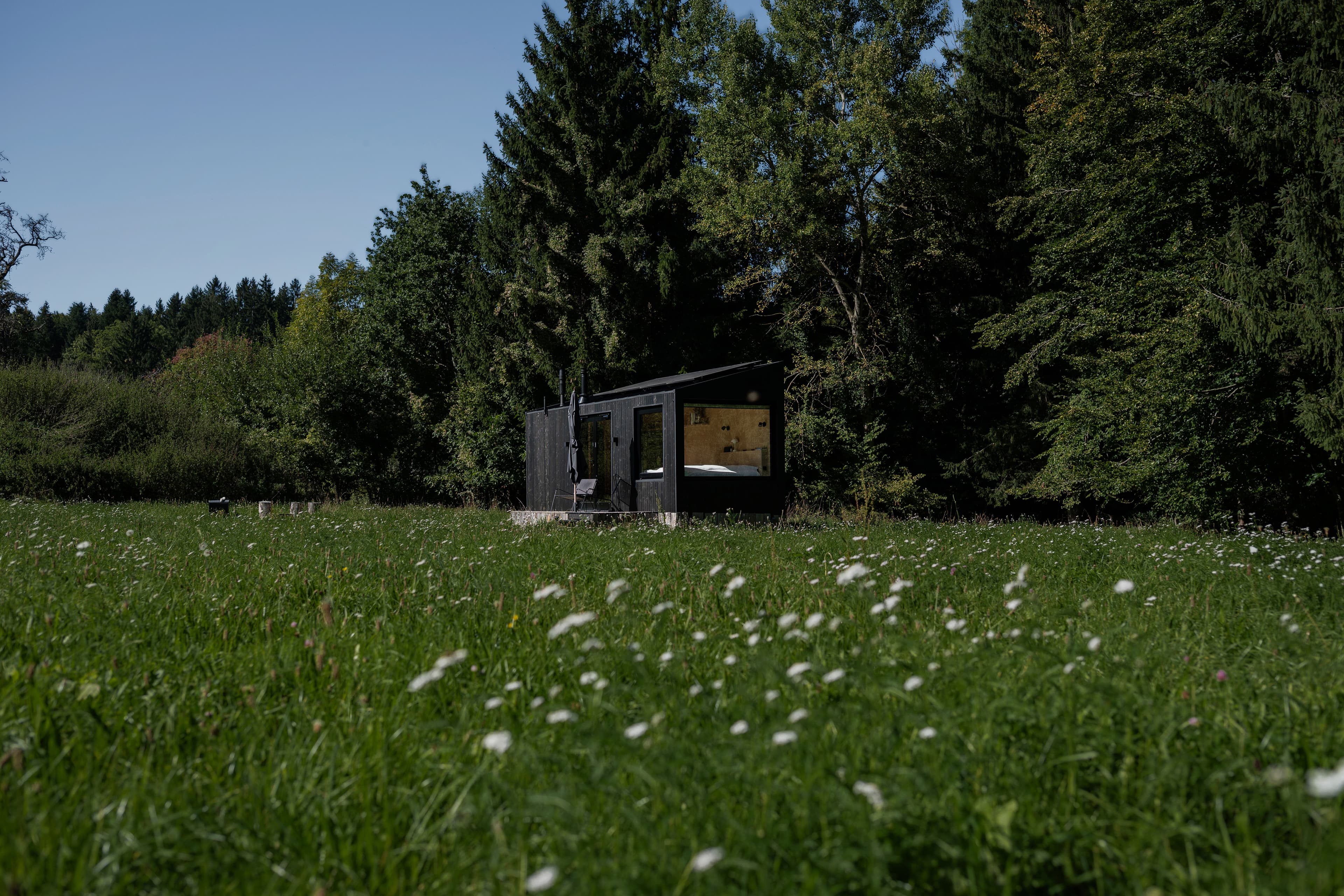 Wildblumenwiese